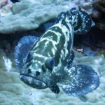 En marmorgrouper sett forfra, med drakt flekket i mørkebrunt og hvitt og finnene utbredt over platekoraller