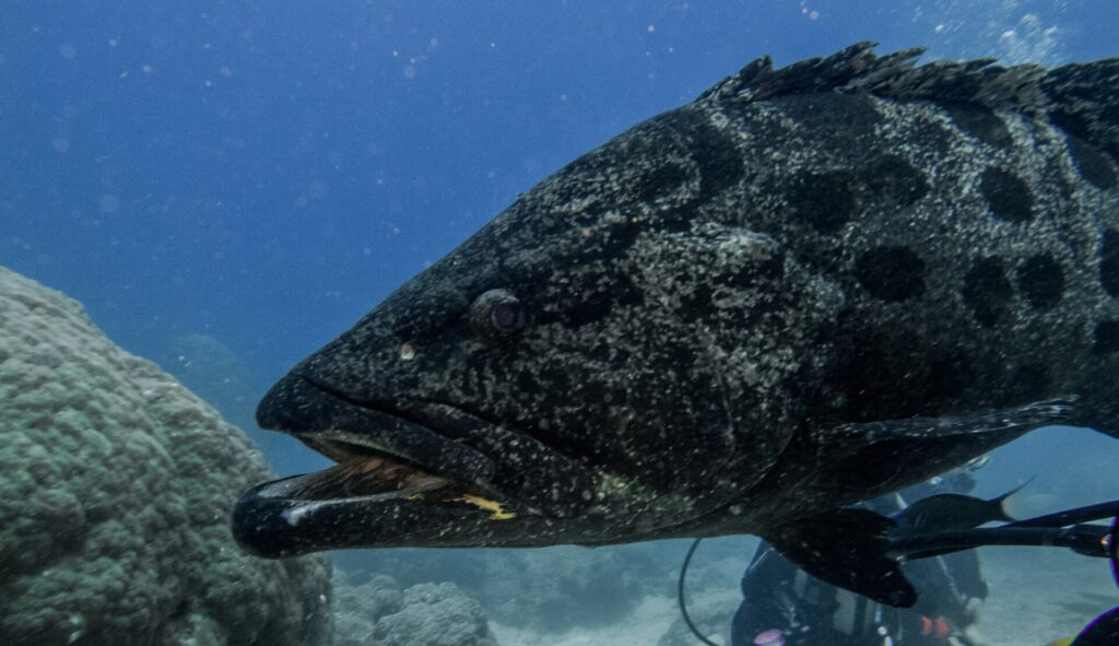 Hodet til en stor grå potetgrouper med svarte flekker og halvåpen kjeft, sett på nært hold mot blå bakgrunn, med en uskarp dykker bak