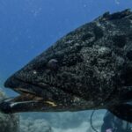 Hodet til en stor grå potetgrouper med svarte flekker og halvåpen kjeft, sett på nært hold mot blå bakgrunn, med en uskarp dykker bak