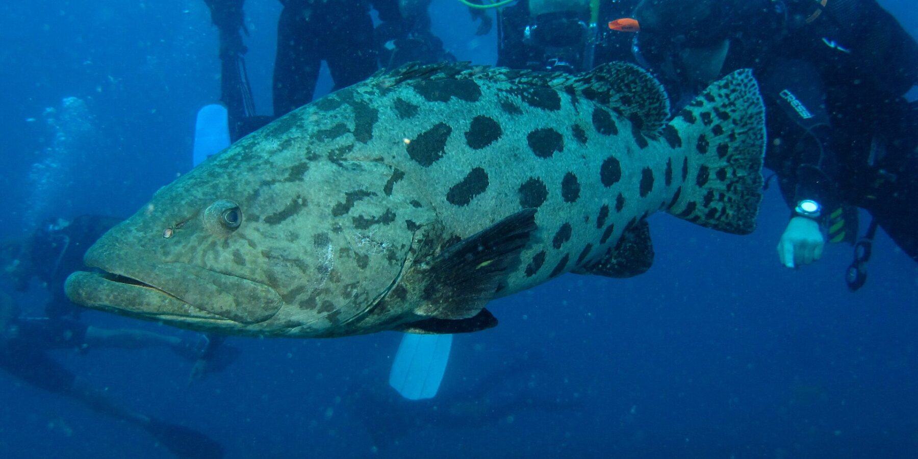 En svært stor, blekgrå potetgrouper med store, tydelig atskilte mørke flekker svømmer fra siden foran en gruppe dykkere som ser på den