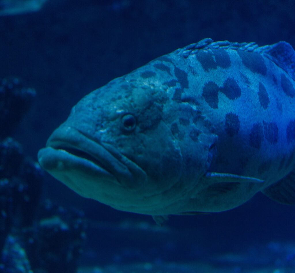Nærbilde av hodet til en potetgrouper med tykke lepper, øyet omgitt av mørke tegninger og store flekker øverst på kroppen, i mørkeblått vann