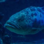 Nærbilde av hodet til en potetgrouper med tykke lepper, øyet omgitt av mørke tegninger og store flekker øverst på kroppen, i mørkeblått vann