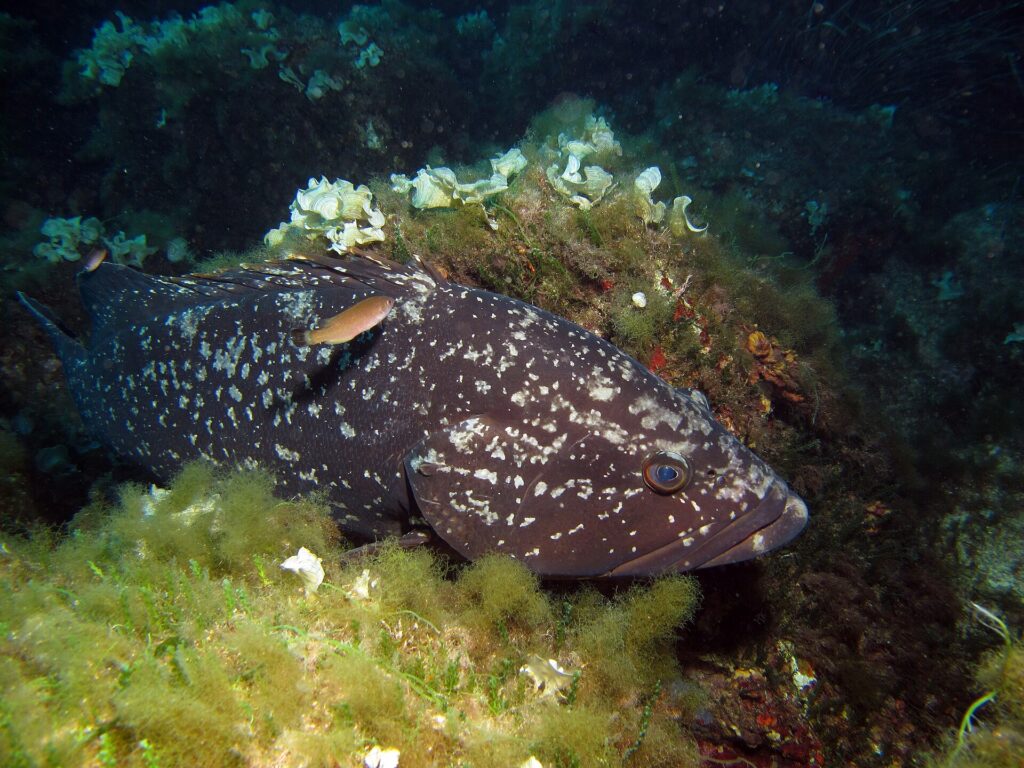 En stor brun grouper med mørk drakt og hvite flekker ligger inntil en stein dekket av grønne alger og lyse vifteformede alger, med hodet til høyre og en liten oransje fisk som passerer over ryggen.