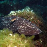 En stor brun grouper med mørk drakt og hvite flekker ligger inntil en stein dekket av grønne alger og lyse vifteformede alger, med hodet til høyre og en liten oransje fisk som passerer over ryggen.