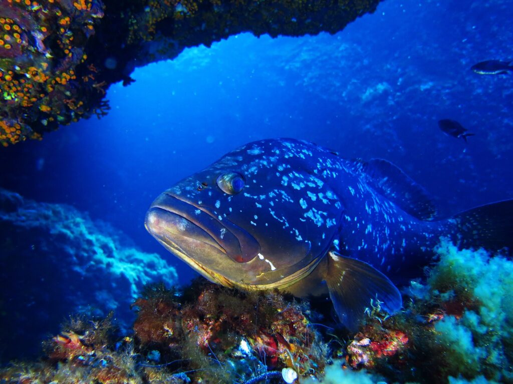 Nærbilde av hodet til en brun grouper med tykke lepper og mørk drakt med hvite flekker, på en stein dekket av røde alger under et overheng kledd med små oransje koraller, i dypblått vann.