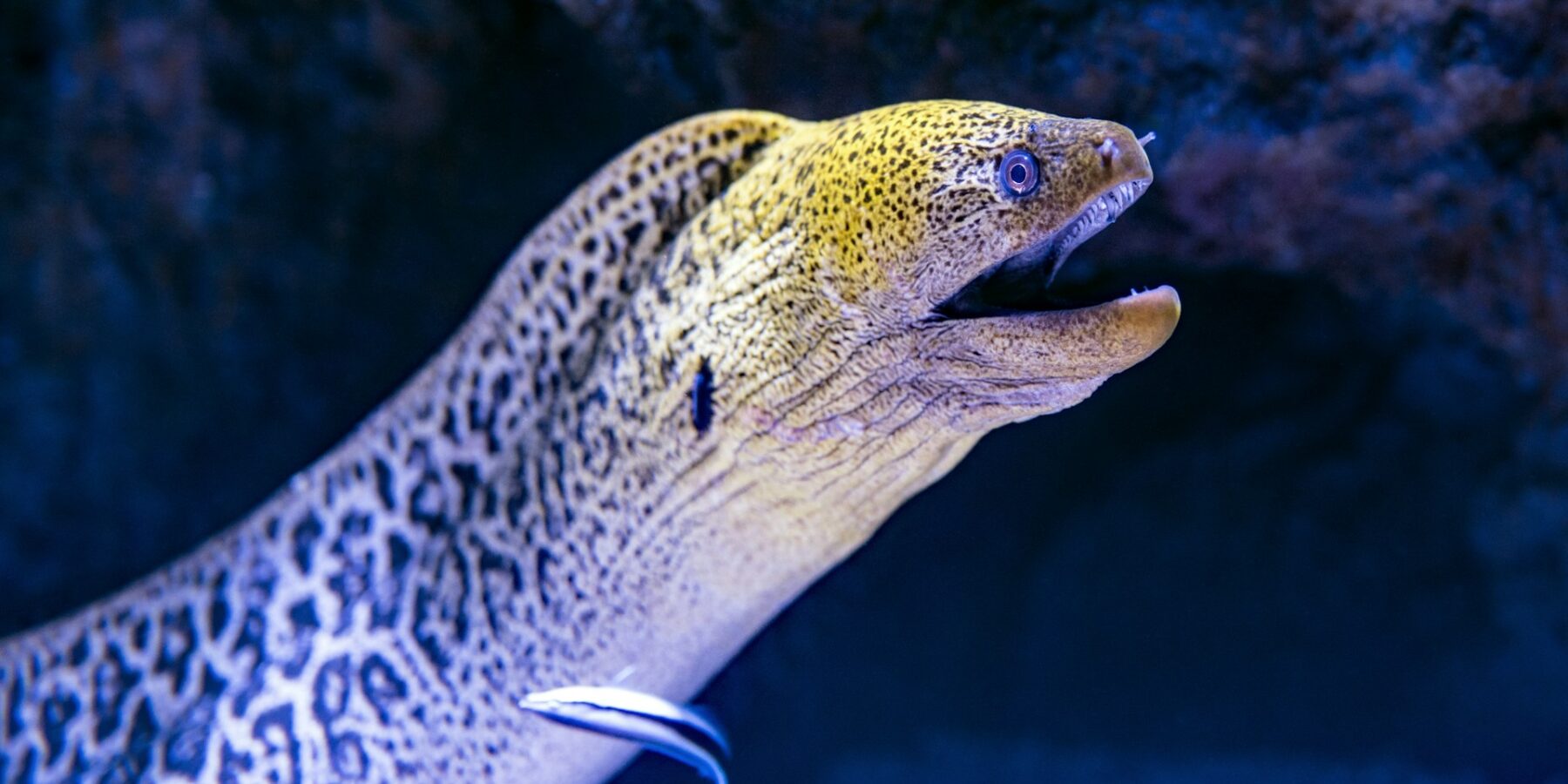 En kjempemurene kommer ut av sprekken sin, med gult, flekkete hode og åpen munn, og en rensefisk inntil siden