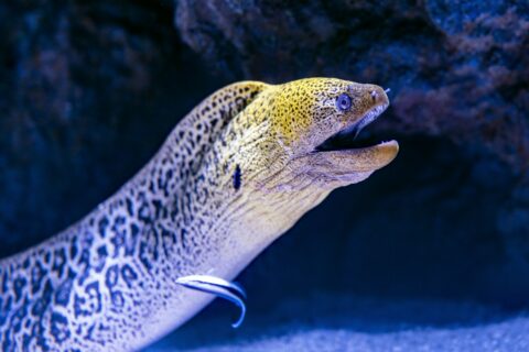 En kjempemurene kommer ut av sprekken sin, med gult, flekkete hode og åpen munn, og en rensefisk inntil siden