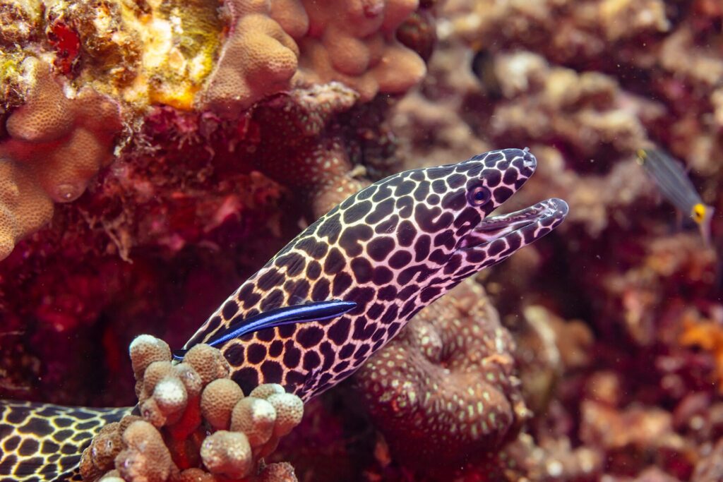 En leopardmurene med svart- og hvitflekket hode og åpen kjeft, ute av hullet sitt med en blå rensefisk på siden, fotografert i Oman