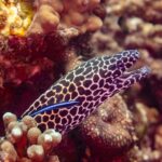 En leopardmurene med svart- og hvitflekket hode og åpen kjeft, ute av hullet sitt med en blå rensefisk på siden, fotografert i Oman