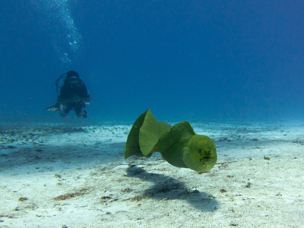 En grønn murene svømmer i åpent vann over sanden med halvåpen kjeft, med en dykker i bakgrunnen i blået, på Cozumel