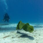 En grønn murene svømmer i åpent vann over sanden med halvåpen kjeft, med en dykker i bakgrunnen i blået, på Cozumel