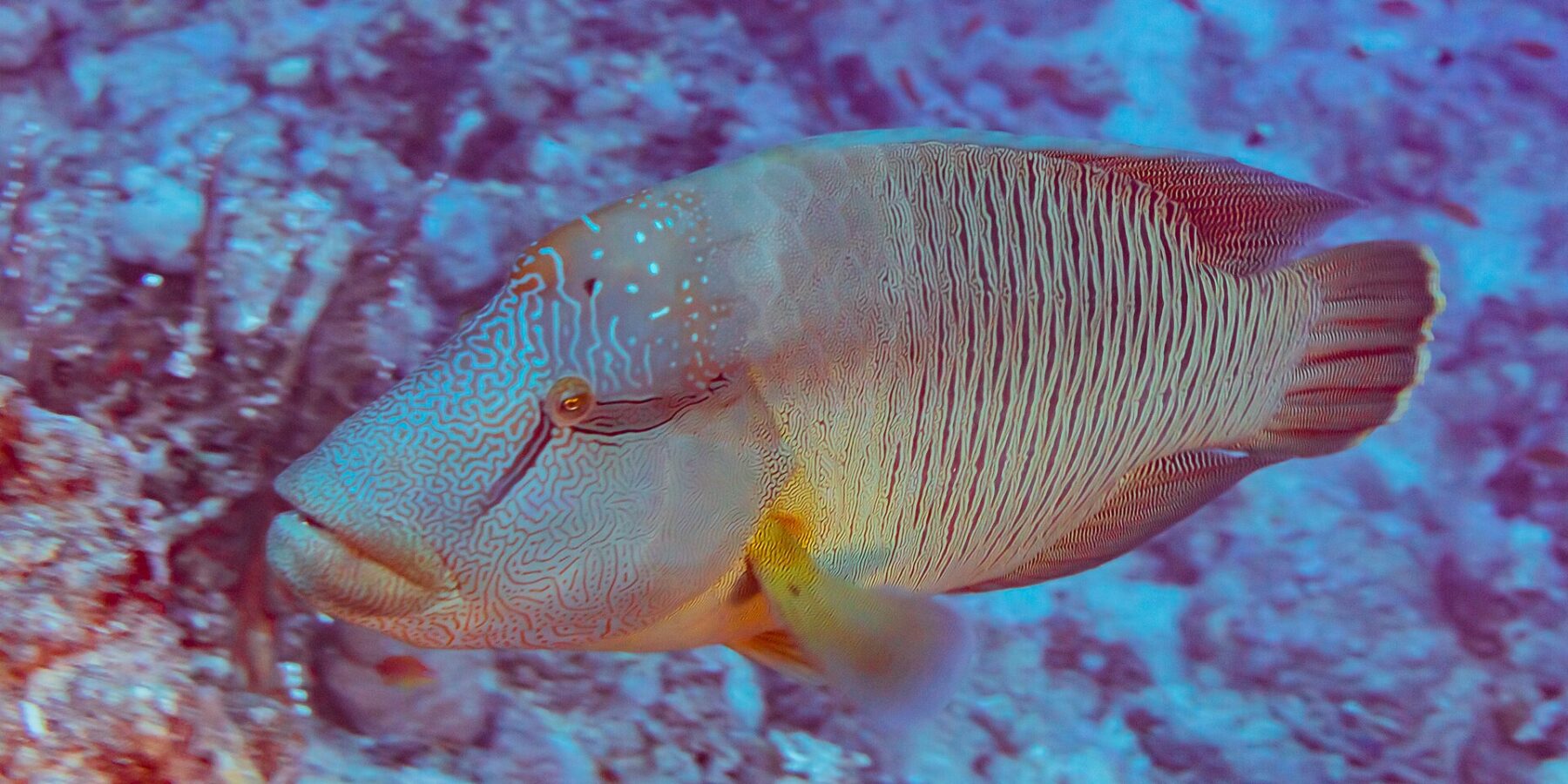 En napoleonfisk sett fra siden, med hodet dekket av en labyrint av linjer og sidene stripet med tynne loddrette linjer, foran et rev