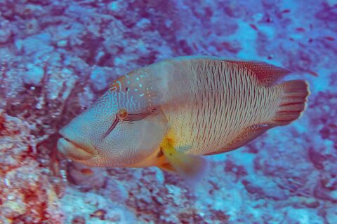 En napoleonfisk sett fra siden, med hodet dekket av en labyrint av linjer og sidene stripet med tynne loddrette linjer, foran et rev