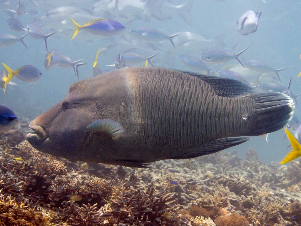 En stor napoleonfisk fra siden over revet, med pukkelen på pannen og de tykke leppene fremst, hodet marmorert med et nett av tynne linjer, og fusilierfisker rundt seg
