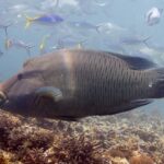 En stor napoleonfisk fra siden over revet, med pukkelen på pannen og de tykke leppene fremst, hodet marmorert med et nett av tynne linjer, og fusilierfisker rundt seg