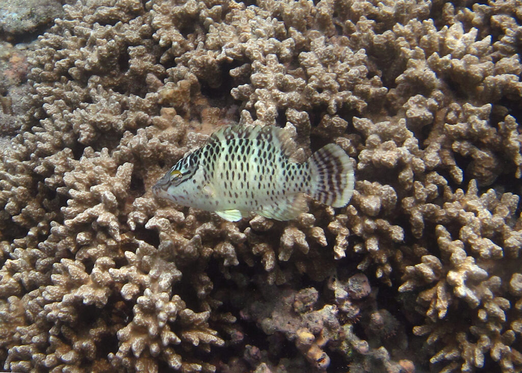 En ung napoleonfisk over en greinet korall, med lys kropp prikket med rader av mørke prikker, to svarte streker fra øyet og mørke tverrbånd på halefinnen