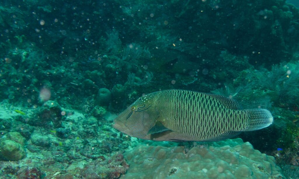 En større ung napoleonfisk over en korallblokk, brungrønn, med to svarte streker bak øyet, pannen ennå uten pukkel og sidene dekket av et nett av lyse linjer