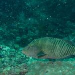 En større ung napoleonfisk over en korallblokk, brungrønn, med to svarte streker bak øyet, pannen ennå uten pukkel og sidene dekket av et nett av lyse linjer