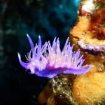 En fiolett Flabellina-snegl på en oransje svamp, med ryggen full av fiolette cerata med oransje kjerne og hvit spiss, og to ringete rhinoforer reist på hodet