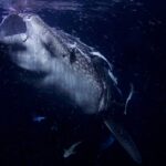 Portrett forfra av en hvalhai med gapende munn, om natten, i svart vann fullt av plankton, med sugefisker festet til hodet
