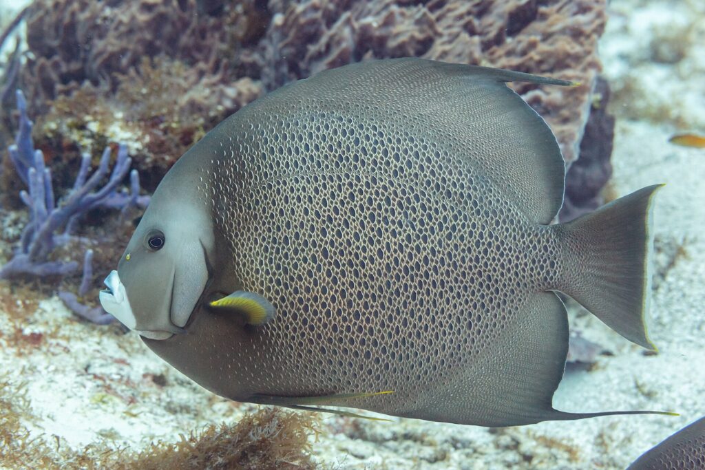 En grå keiserfisk i profil, med skjell kantet i lyst som et nett og gul brystfinne, foran en fiolett svamp, på Cozumel
