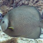 En grå keiserfisk i profil, med skjell kantet i lyst som et nett og gul brystfinne, foran en fiolett svamp, på Cozumel