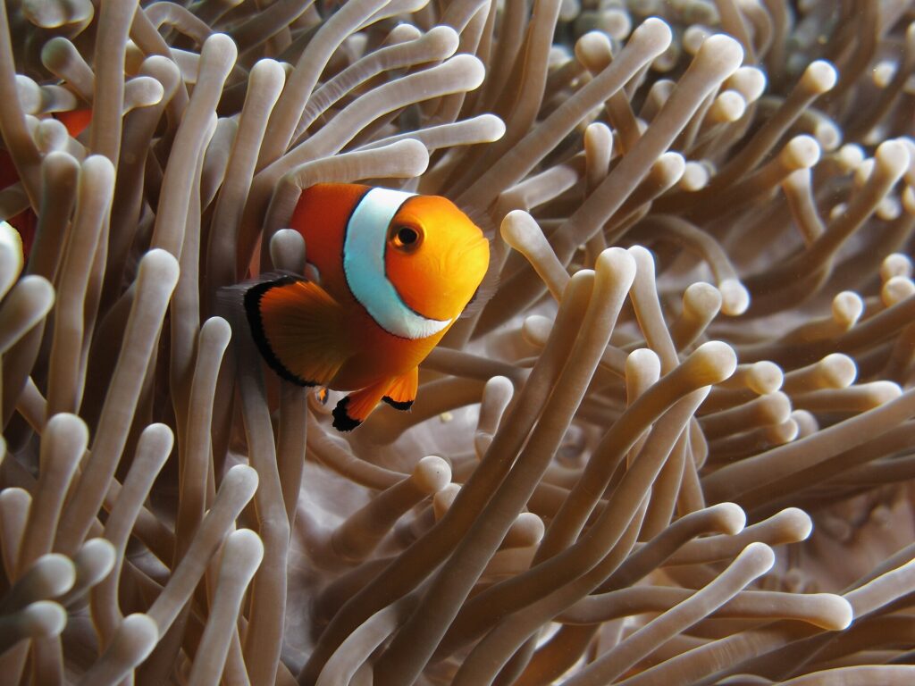 En oransje klovnefisk med hvite bånd kantet med svart, skrått forfra mot kameraet, mellom de beige tentaklene til en anemone, med en annen klovnefisk halvt skjult til venstre.