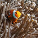 En oransje klovnefisk med hvite bånd kantet med svart, skrått forfra mot kameraet, mellom de beige tentaklene til en anemone, med en annen klovnefisk halvt skjult til venstre.