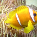 En gulorange rødehavsklovnefisk fra siden, med hodet til høyre, foran de lange rosa tentaklene med gul spiss på anemonen sin: to hvite bånd, det ene rett bak øyet, det andre midt på kroppen