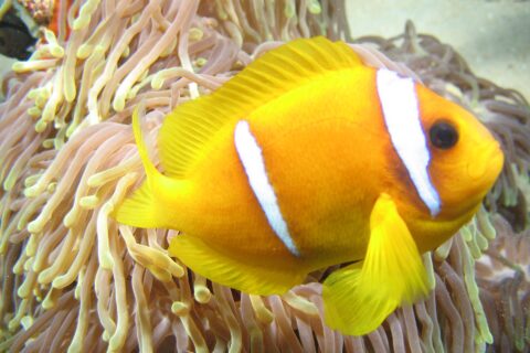 En gulorange rødehavsklovnefisk fra siden, med hodet til høyre, foran de lange rosa tentaklene med gul spiss på anemonen sin: to hvite bånd, det ene rett bak øyet, det andre midt på kroppen