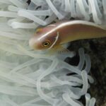 En rosa klovnefisk, med hodet til venstre, glir inn mellom de hvite tentaklene på en anemone: rosa-oransje kropp, en tynn hvit stripe fra snuten langs ryggen og et tynt hvitt tverrbånd rett bak hodet