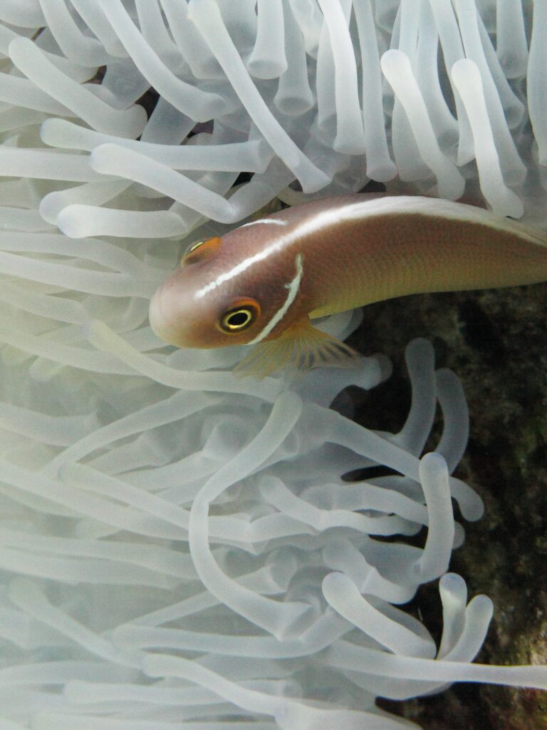 En rosa klovnefisk, med hodet til venstre, glir inn mellom de hvite tentaklene på en anemone: rosa-oransje kropp, en tynn hvit stripe fra snuten langs ryggen og et tynt hvitt tverrbånd rett bak hodet