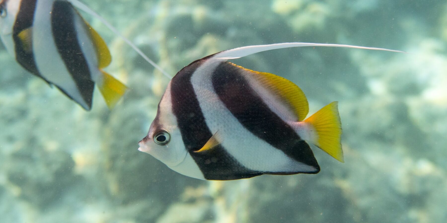 En stimvimpelfisk fra siden foran revet, med hvit kropp med to brede, skrå svarte bånd, gul rygg- og halefinne og lang hvit tråd, og en fisk til bak den