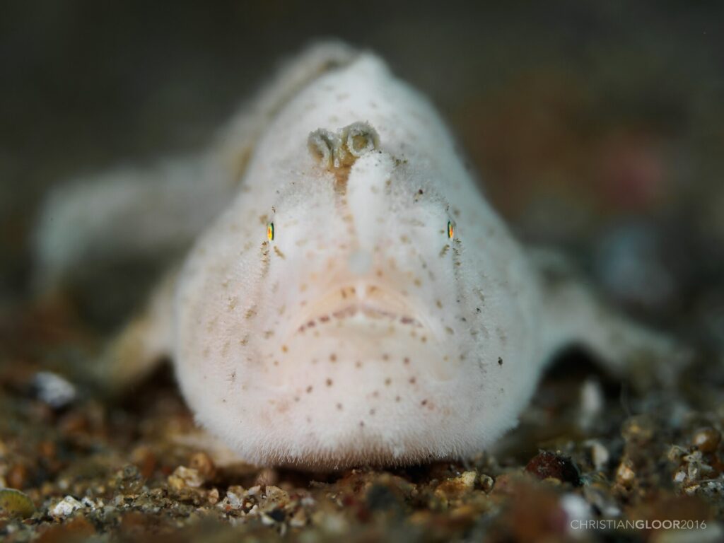 En hvit froskefisk, fint lodden og prikket med brune prikker, sett forfra på sanden, med agnet formet som en liten mark reist over snuten