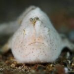 En hvit froskefisk, fint lodden og prikket med brune prikker, sett forfra på sanden, med agnet formet som en liten mark reist over snuten