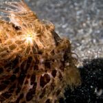 Nærbilde av en oransjebrun hårete froskefisk, dekket av lange tråder, med lyse striper fra øyet, på svart sand
