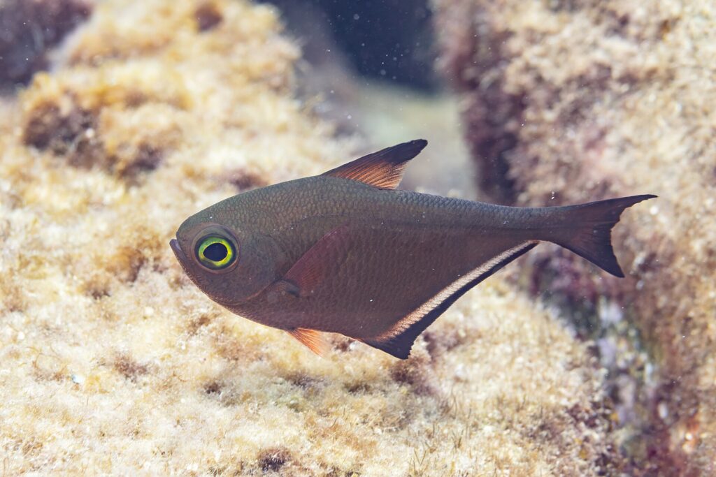En pempheris i profil, med kobberbrun, øksformet kropp, et svært stort øye med gulgrønn ring, en kort ryggfinne med svart spiss og en lang gattfinne med svart kant