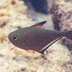 En pempheris i profil, med kobberbrun, øksformet kropp, et svært stort øye med gulgrønn ring, en kort ryggfinne med svart spiss og en lang gattfinne med svart kant