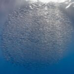 En kompakt ball av tusenvis av sølvglinsende trompetfisker like under overflaten, gjennomstrålt av sola, mot et blått som mørkner nedover