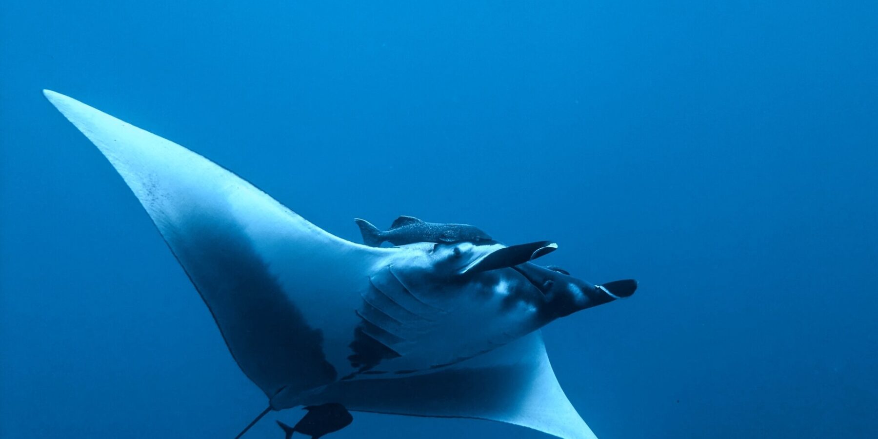 En oseanisk manta sett nedenfra og fra siden i det blå, med hvit buk, utrullede hodefinner, en sugefisk over hodet og en liten mørk fisk under halen