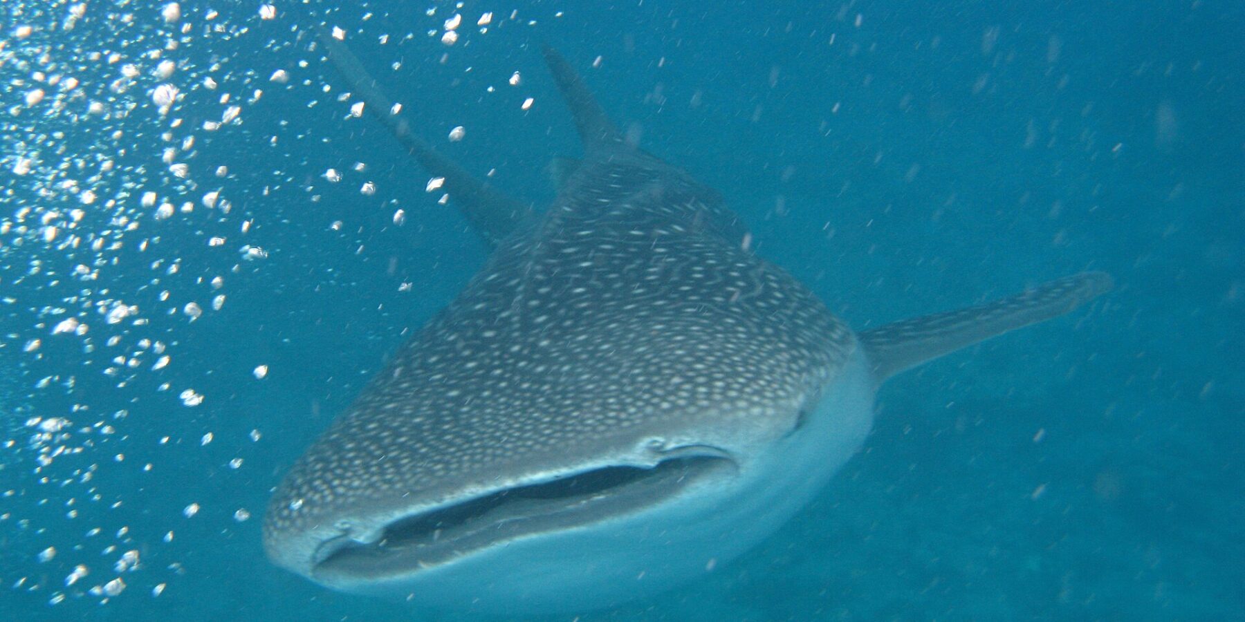 En hvalhai sett forfra, med halvåpen kjeft og grå rygg med hvite flekker, i turkis vann fullt av bobler