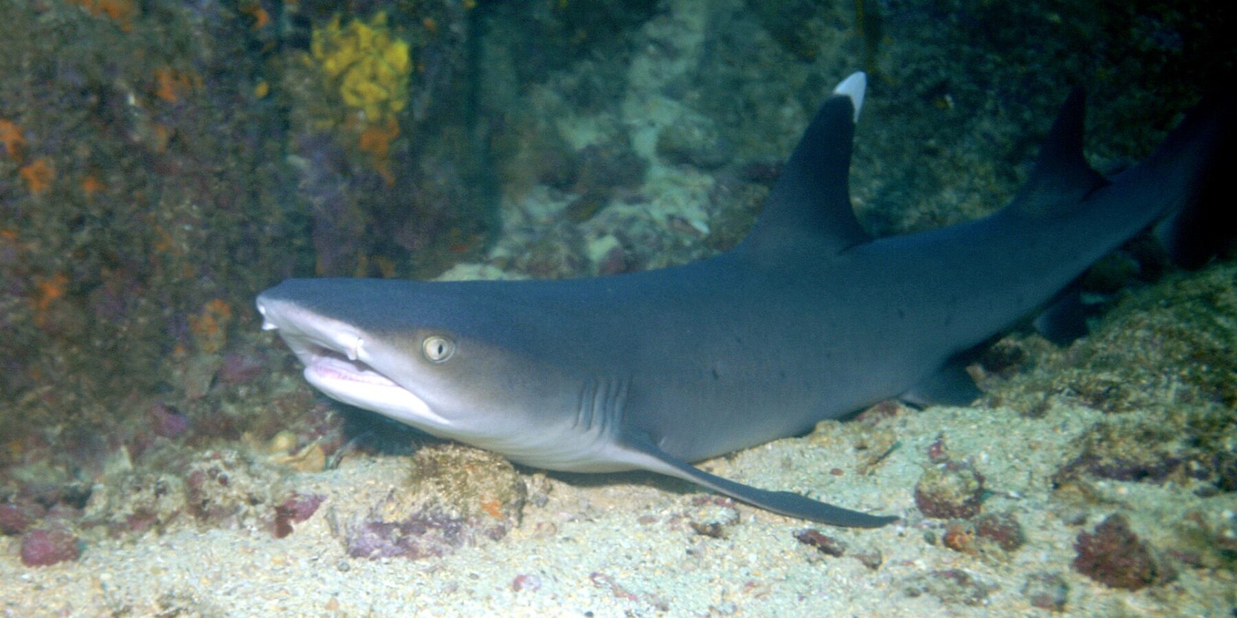 En hvittipp-revhai hviler på sanden ved foten av en fjellvegg, med munnen på gløtt og den knallhvite tuppen på den første ryggfinnen