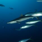 En sølvgrå silkehai svømmer mot venstre i dypt blått vann, eskortert av en gruppe sølvfargede regnbuemakreller med blå striper og gul hale, med andre fisker i silhuett i det fjerne.