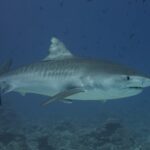 En tigerhai i profil over et rev, med grå rygg og mørke, loddrette striper på sidene, det massive hodet med kort og firkantet snute, det svarte øyet, en sugefisk under buken og fisk rundt
