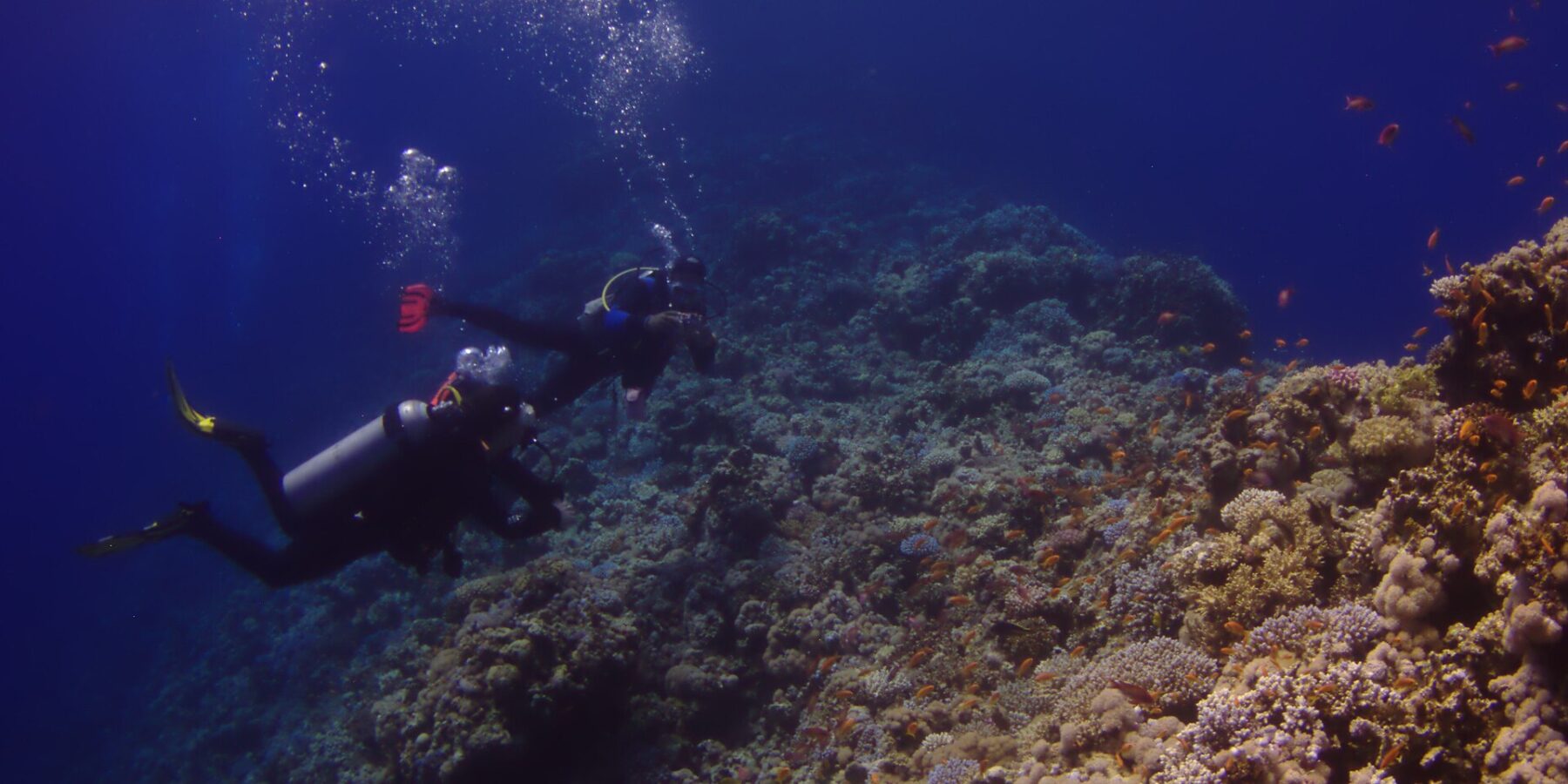 To dykkere følger ytterveggen i Blue Hole, dekket av steinkoraller og anthias, med det dype blå til venstre