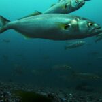 En stim blåfisk svømmer over en bunn av grus og skjell; i forgrunnen et stort individ i profil mot høyre: grågrønn rygg, sølvfargede sider, gult øye, stor munn med fremstående underkjeve, gulaktige brystfinner og bred, kløftet hale.