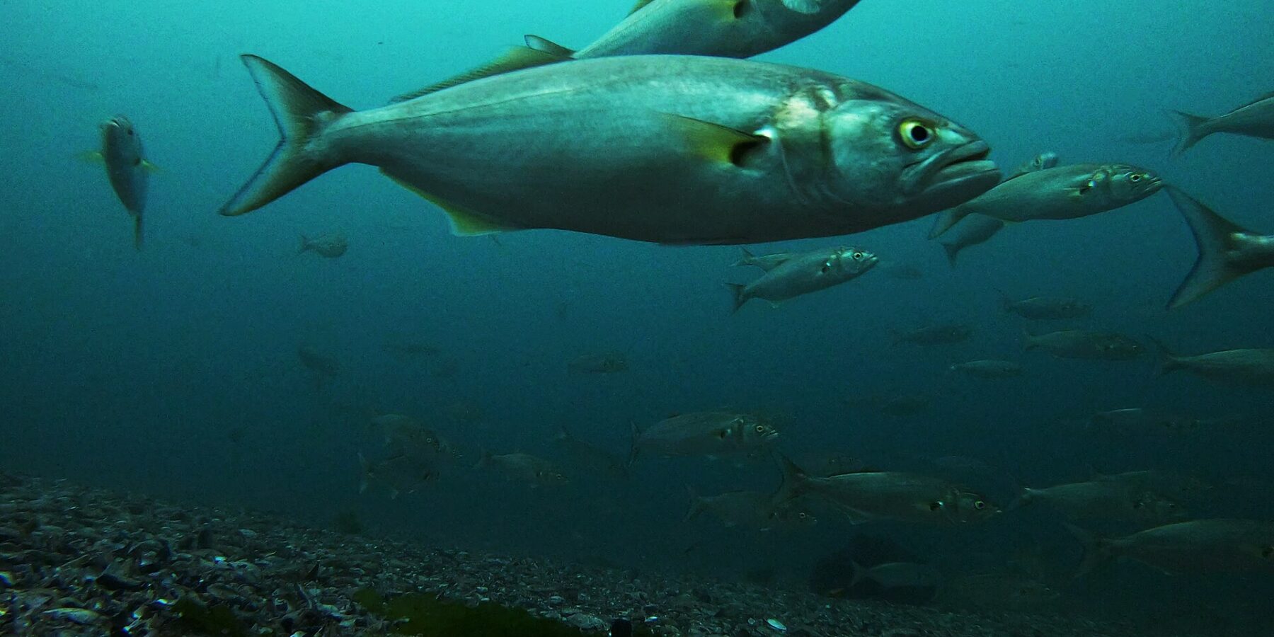 En stim blåfisk svømmer over en bunn av grus og skjell; i forgrunnen et stort individ i profil mot høyre: grågrønn rygg, sølvfargede sider, gult øye, stor munn med fremstående underkjeve, gulaktige brystfinner og bred, kløftet hale.