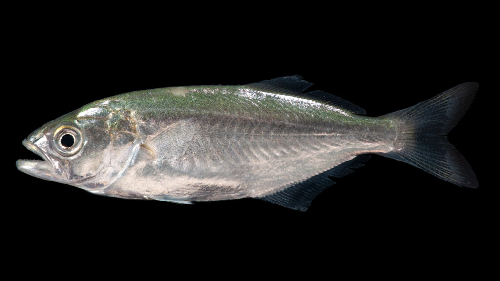 En blåfisk i profil mot svart bakgrunn, hodet til venstre: skimrende grønnblå rygg som blekner til sølv på sidene, stort øye, fremstående underkjeve, kort og piggete første ryggfinne fulgt av en lengre andre, mørk og kløftet hale.