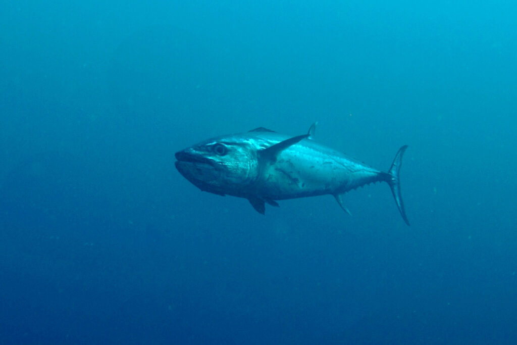 En hundetanntunfisk kommer skrått forfra i det dypblå, med det massive hodet, det store øyet og munnen godt synlige