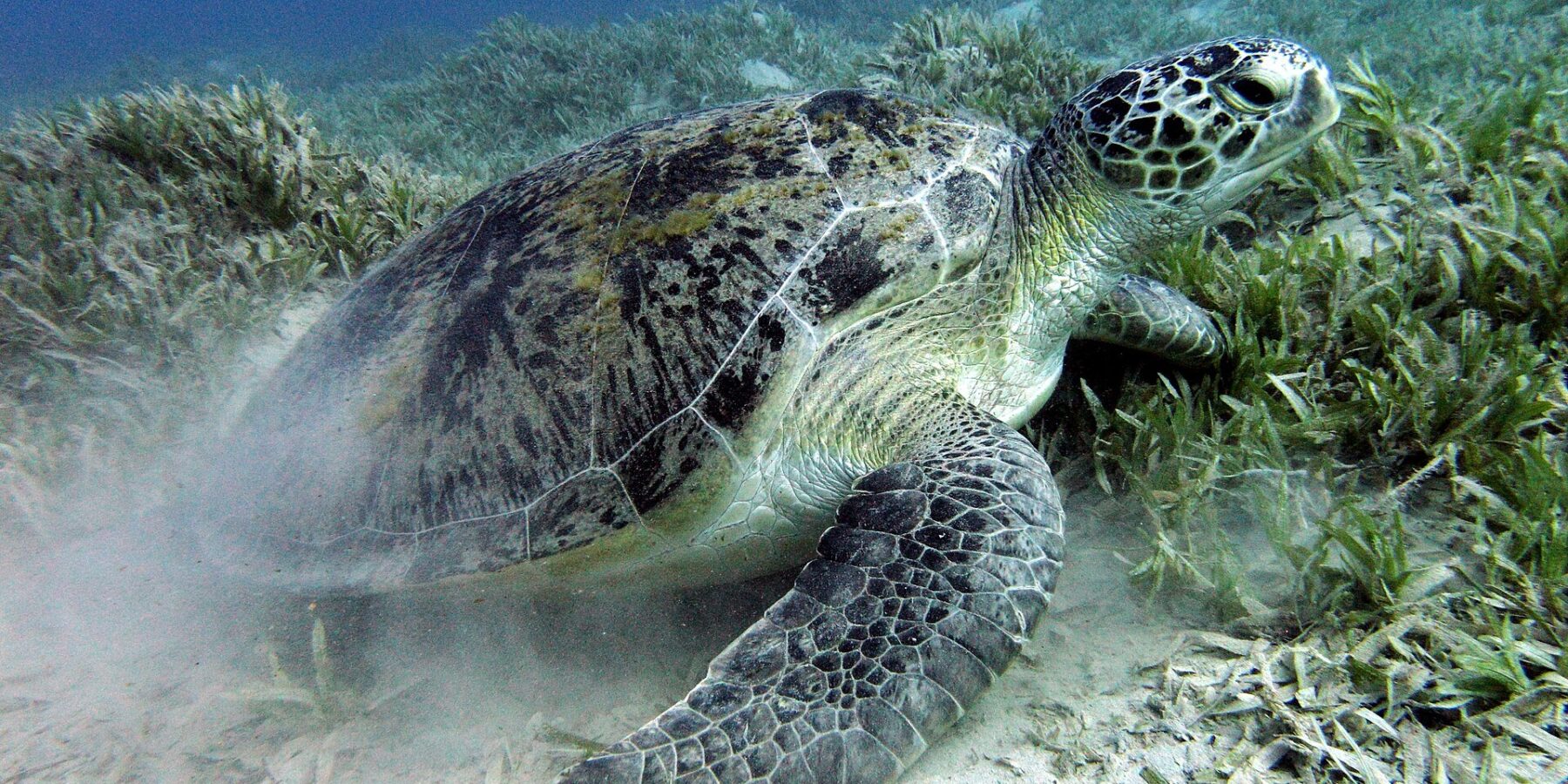 En grønn havskilpadde beiter i sjøgresset på sandbunnen nær Marsa Alam i Rødehavet